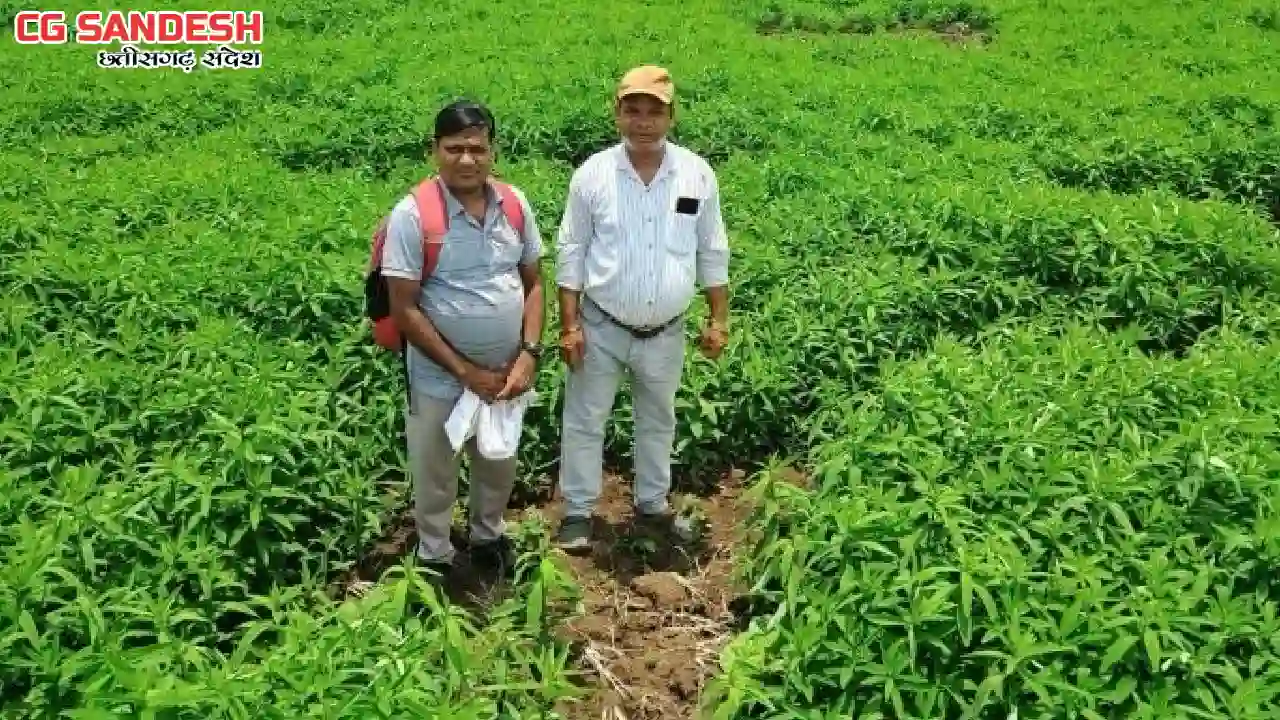 CG : कृषक मूलचंद बंजारे ने वैज्ञानिक पद्धति से बढ़ाया उत्पादन... - CG Sandesh