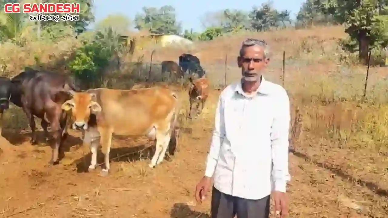CG : कृत्रिम गर्भाधान से नस्ल सुधार और दूध उत्पादन में बढ़ोतर... - CG Sandesh