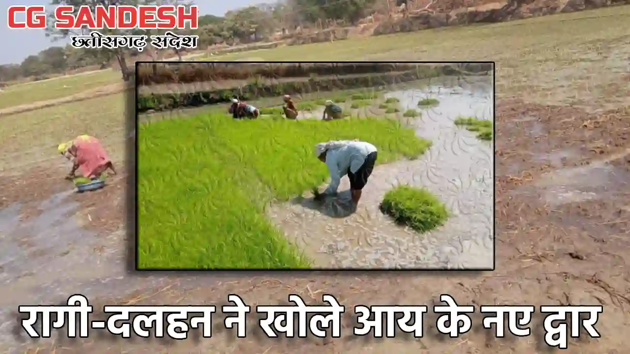  फसल विविधीकरण से बदली धमतरी के किसानों की तक़दीर - CG Sandesh