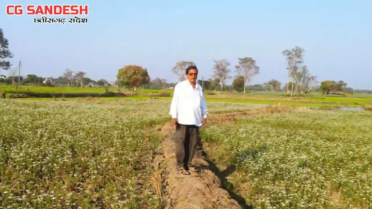 CG : धान के बदले धनिया की खेती की ओर किसानों का रुझान, उद्यानिकी विभाग दे रहा प्रोत्साहन