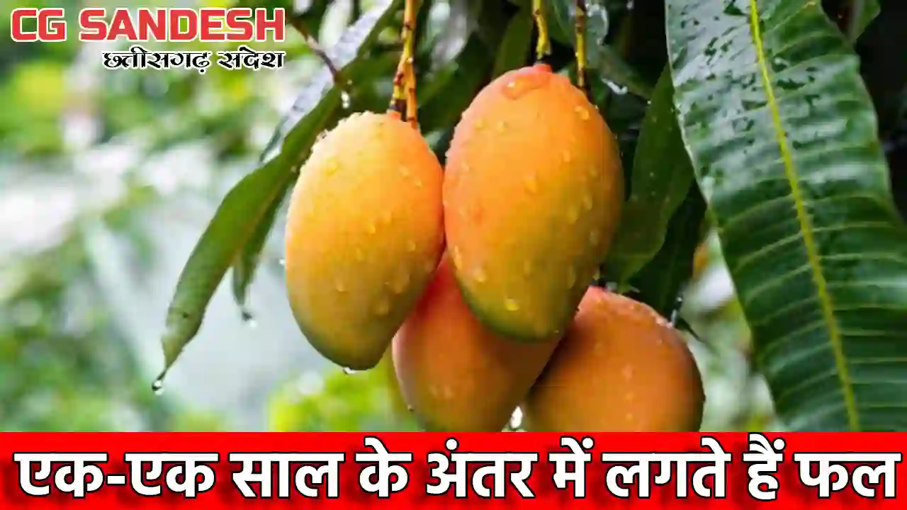आम की पेड़ों पर एक साल फल आने और एक साल न आने की समस्या, जान... - CG Sandesh