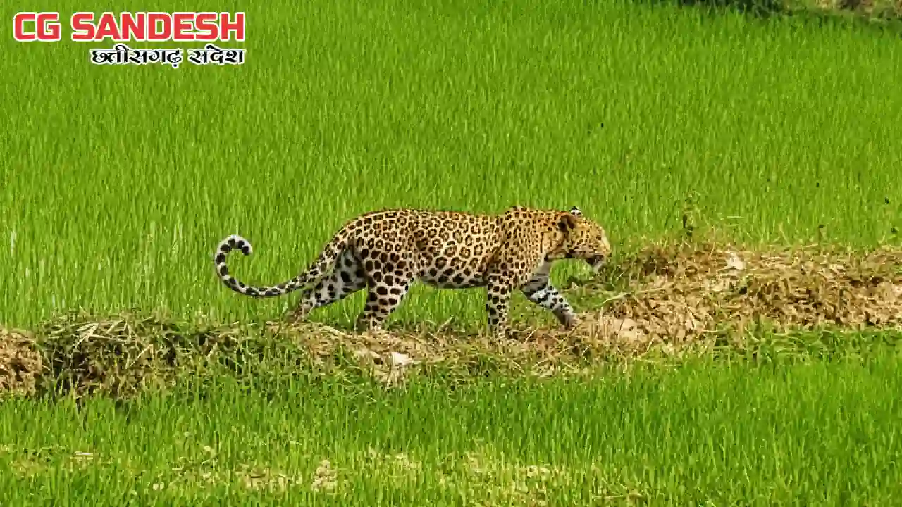 CG : मां से बिछड़कर खेत में पहुंचा तेंदुए का शावक - CG Sandesh