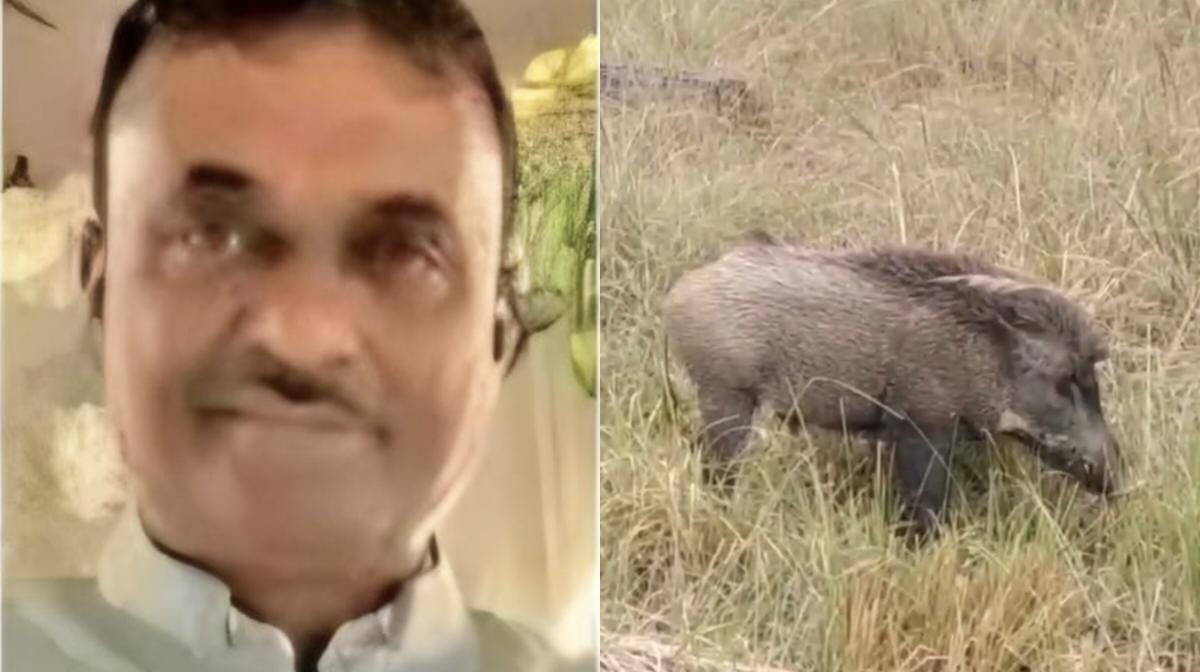 CG : जंगली सूअरों के हमले से किसान की मौत, ग्रामीणों में दहश... - CG Sandesh