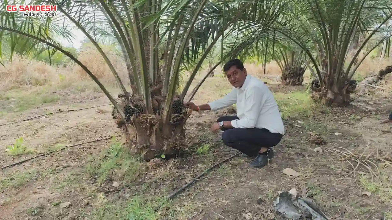 सरायपाली : किसान मुकेश कमा रहे हैं एक पेड़ से 3 हजार रुपए वार... - CG Sandesh