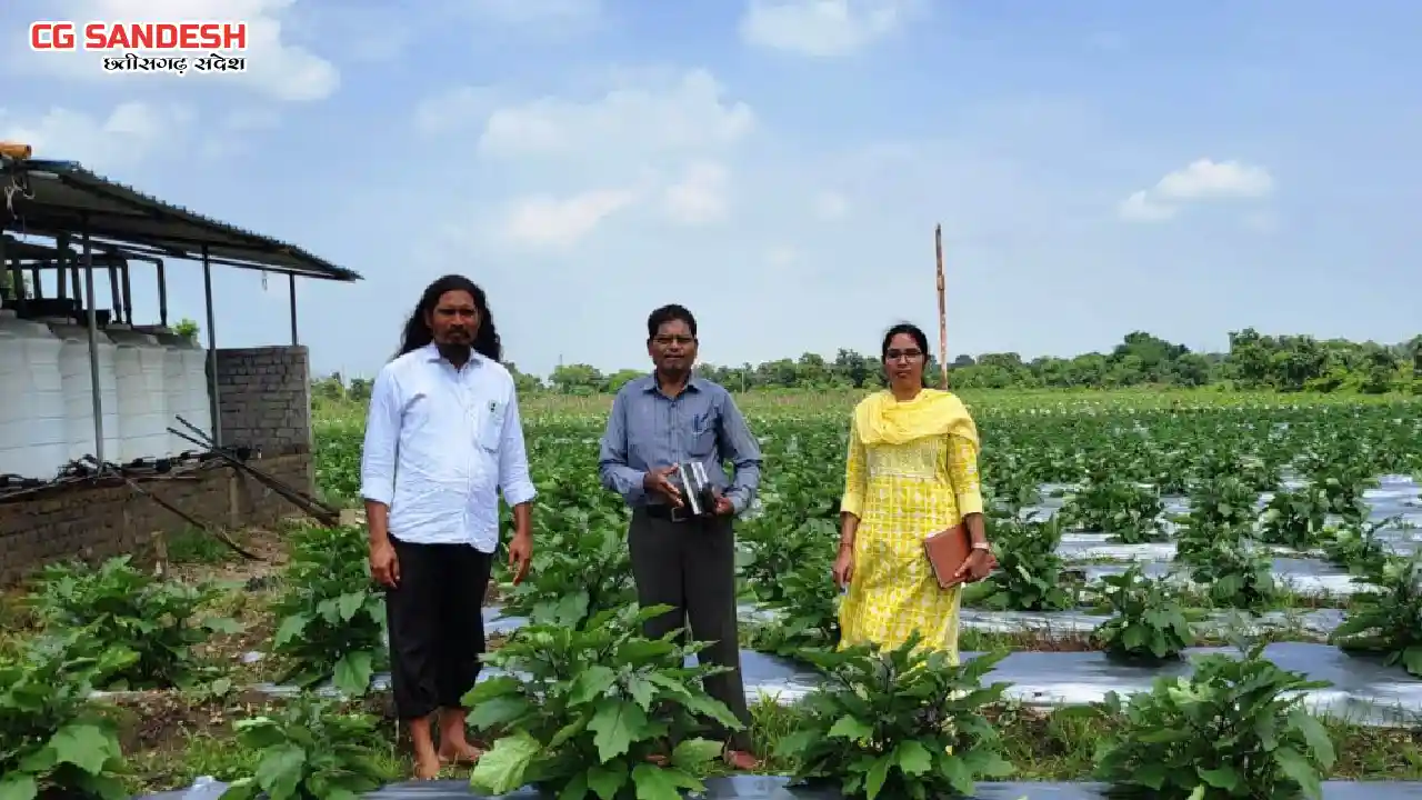 CG : 10 एकड़ में ग्राफ्टेड बैंगन की खेती कर कृषक चिंतामणी ने ... - CG Sandesh
