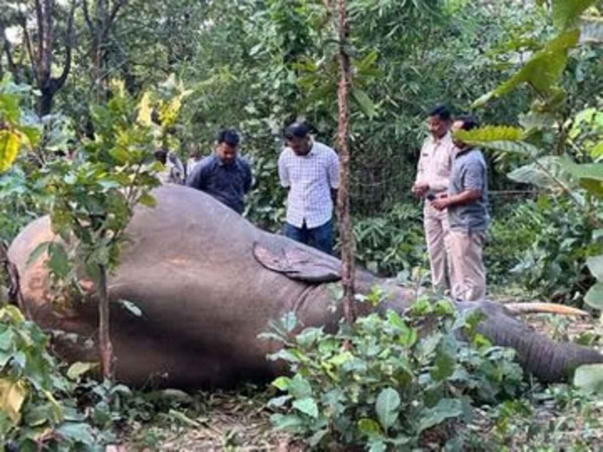  CG : जंगल में मिला हाथी शावक का शव, मचा हड़कंप  - CG Sandesh