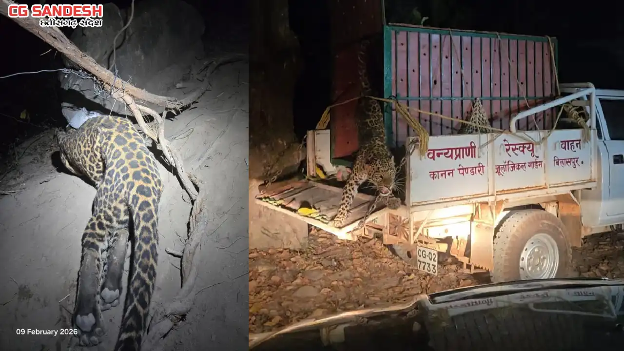 छत्तीसगढ़ : शिकारी द्वारा लगाए गए फंदे में फंसा तेंदुआ, रेस्क... - CG Sandesh