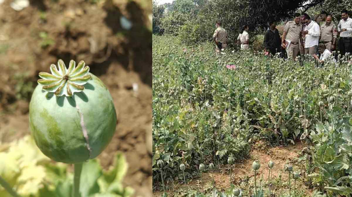 छत्तीसगढ़ में अब यहां अफीम की खेती का खुलासा, मचा हड़कंप - CG Sandesh
