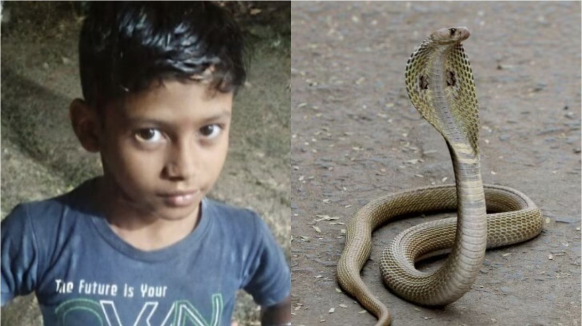 CG : खेलते-खेलते जहरीले सांप के काटने से  9 साल के मासूम की ... - CG Sandesh