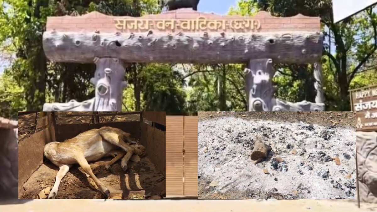 CG : इस पार्क में कुत्तों ने किया 15 हिरणों का शिकार, लापरवा... - CG Sandesh