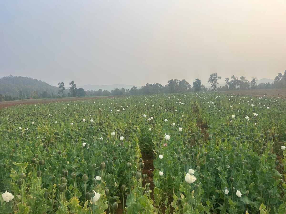 CG ब्रेकिंग : छत्तीसगढ़ में अब यहां 4 से 5 एकड़ जमीन पर अफीम ... - CG Sandesh