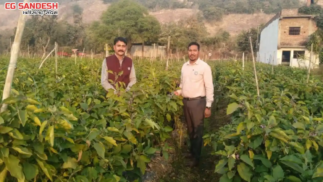 बसना  : बंसुलीडीह के किसान कमल पटेल  ने ग्राफ्टेड बैंगन की ख... - CG Sandesh