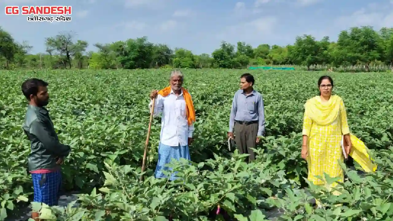 CG : छोटे खेत में ग्राफ्टेड बैंगन की खेती से बड़ा मुनाफा, किस... - CG Sandesh