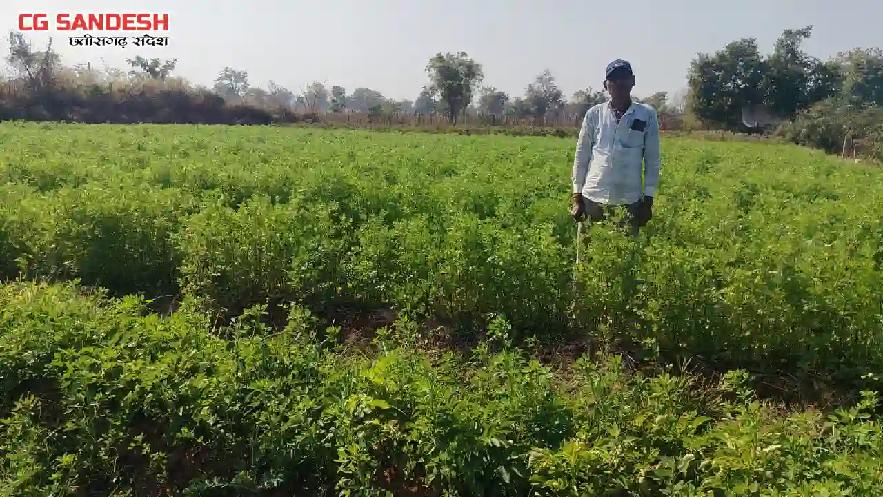 पिथौरा : धनिया की खेती से प्रति एकड़ 50 हजार रुपए कमा रहे निर... - CG Sandesh