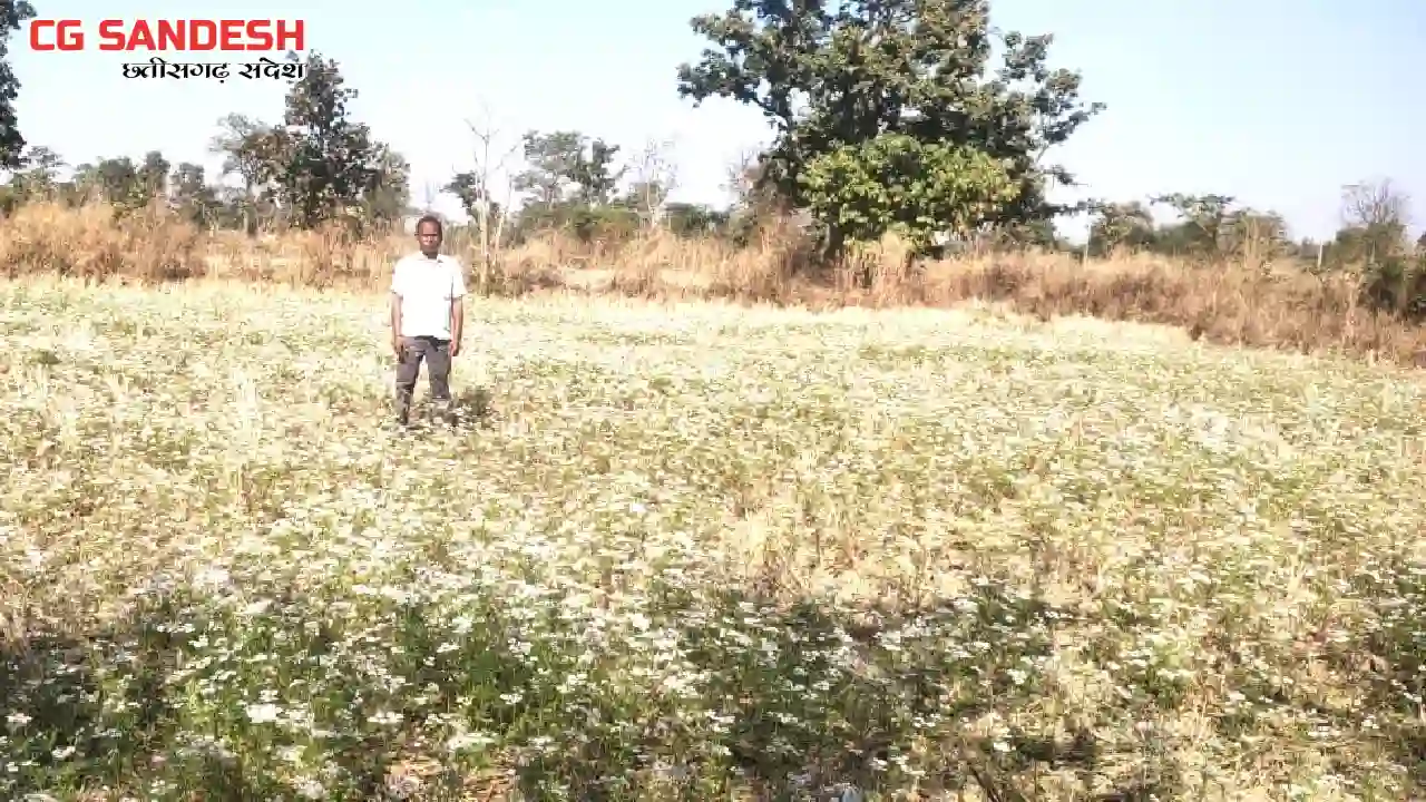 बागबाहरा : राष्ट्रीय बागवानी मिशन के तहत उद्यानिकी फसल से दे... - CG Sandesh
