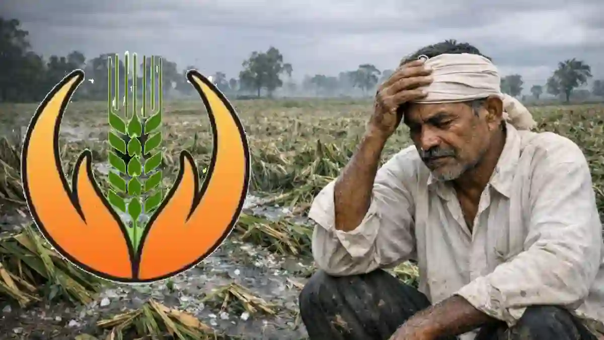 CG : बेमौसम बारिश से फसलों को नुकसान, सरकार करेगी किसानों की... - CG Sandesh