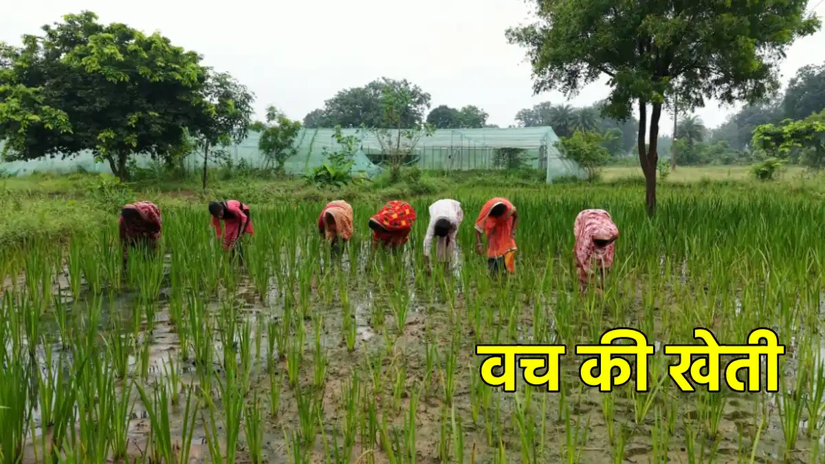 CG : वच की खेती ने बदली छत्तीसगढ़ के किसानों की तकदीर, 11 गां... - CG Sandesh