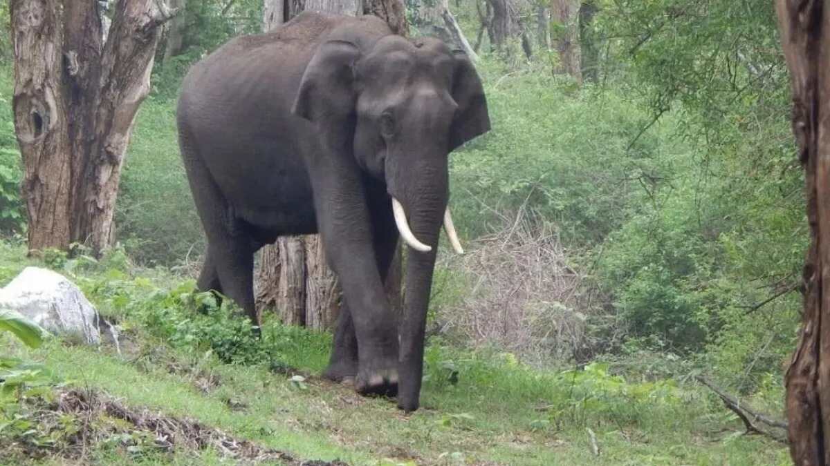 CG : बारनवापारा अभयारण्य क्षेत्र में दंतैल हाथी के हमले से ग... - CG Sandesh