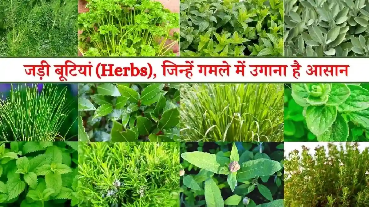 CG :  छत्तीसगढ़ जड़ी-बूटियों का गढ़, घने जंगलों में 160 से भ... - CG Sandesh