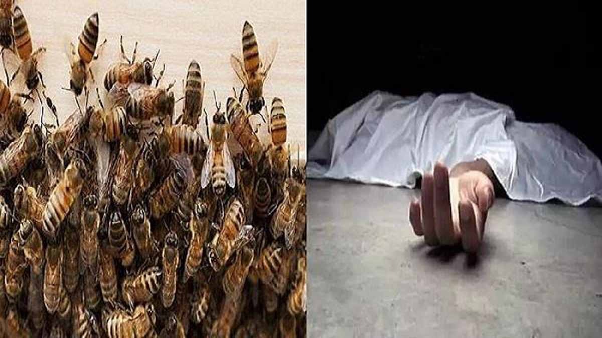 CG : मधुमक्खियों के हमले से मजदूर की मौत  - CG Sandesh