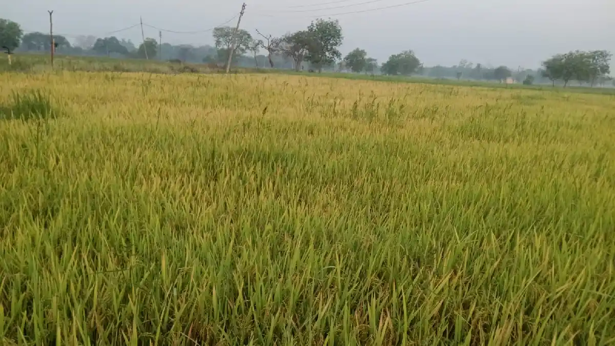 बसना : फुलझर राज में 41 वर्षों से किसानों की पहली पसंद बनी स... - CG Sandesh