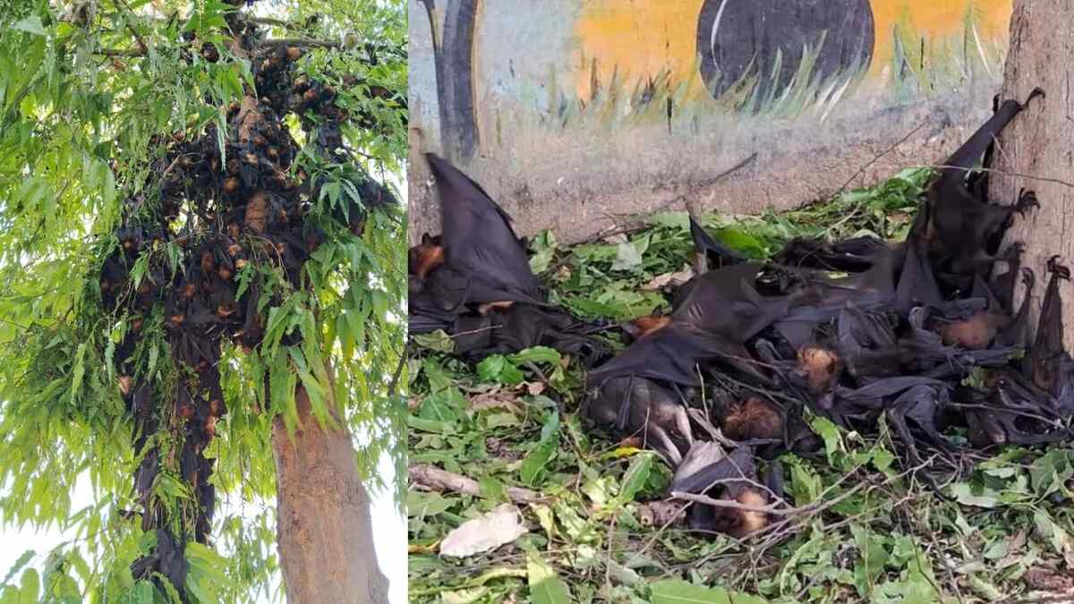CG : छत्तीसगढ़ में भीषण गर्मी का कहर, एकसाथ 150 से ज्यादा चमग... - CG Sandesh