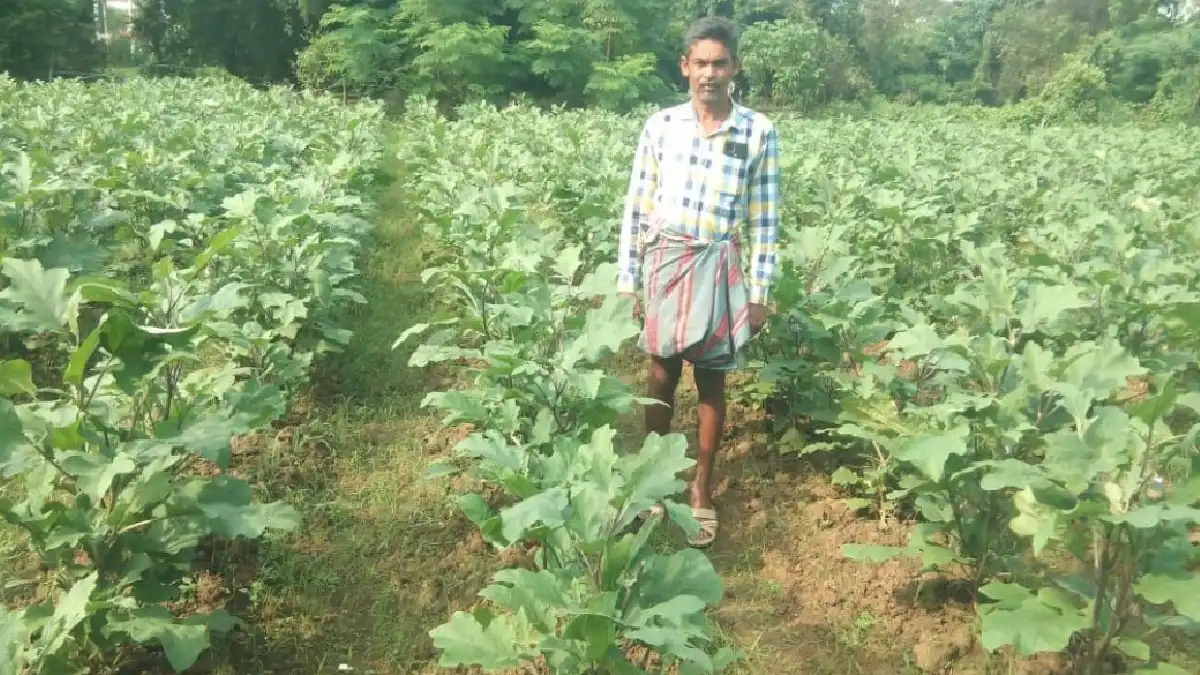 बसना : बोहारपार के नवीन साव ने ग्राफ्टेड बैगन की खेती से धान... - CG Sandesh