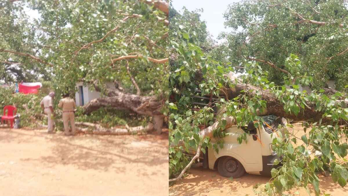 CG : सुशासन तिहार कार्यक्रम के दौरान गिरा विशालकाय पेड़, सात ... - CG Sandesh