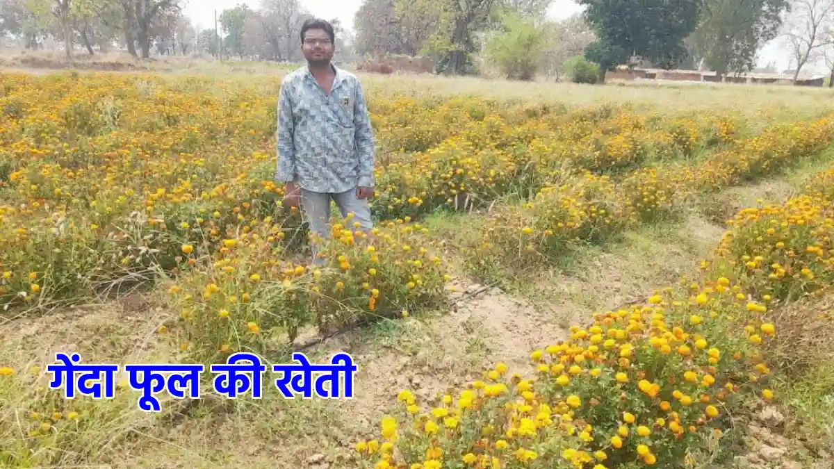महासमुंद : 2 एकड़ भूमि में आधुनिक तरीके से शुरू की गेंदा फूल ... - CG Sandesh