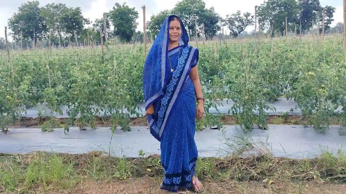 महासमुंद : ग्राफ्टेड टमाटर की खेती से मीना की आय में हुई सात... - CG Sandesh