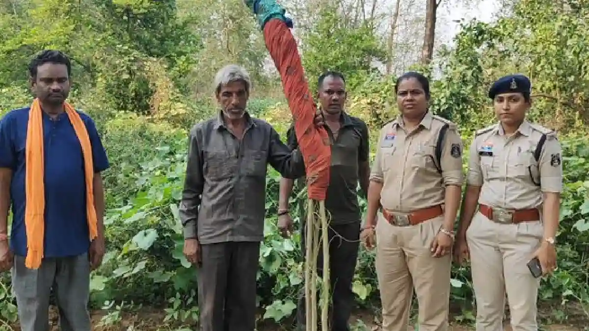गांजे की खेती करने के मामले में बुजुर्ग गिरफ्तार - CG Sandesh
