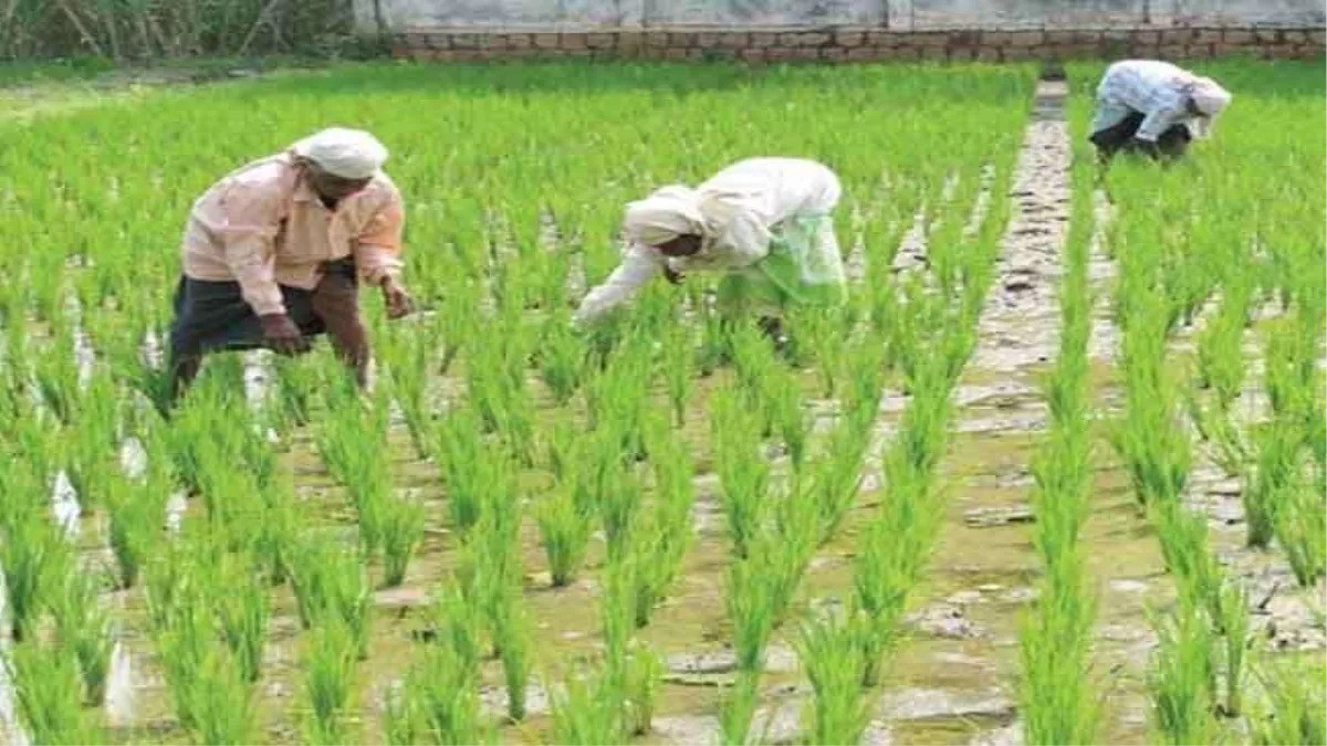CG : एल-नीनो के असर से कम बारिश की संभावना, दलहन-तिलहन की खे... - CG Sandesh