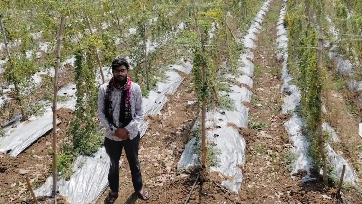 बसना : प्रति एकड़ 18 टन करेला का उत्पाद; दीपक को हुआ 2.95 ला... - CG Sandesh