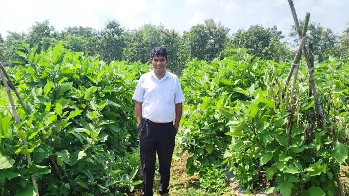 महासमुंद : ग्राफ्टेड बैंगन की खेती से क्रांति चंद्राकर की आय... - CG Sandesh