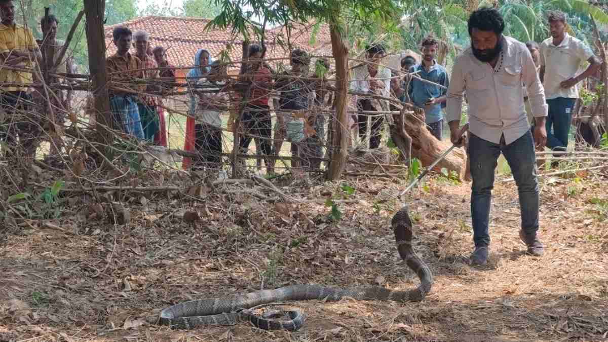 कोरबा में घर में घुसा 11 फीट लंबा किंग कोबरा, वन विभाग ने कि... - CG Sandesh