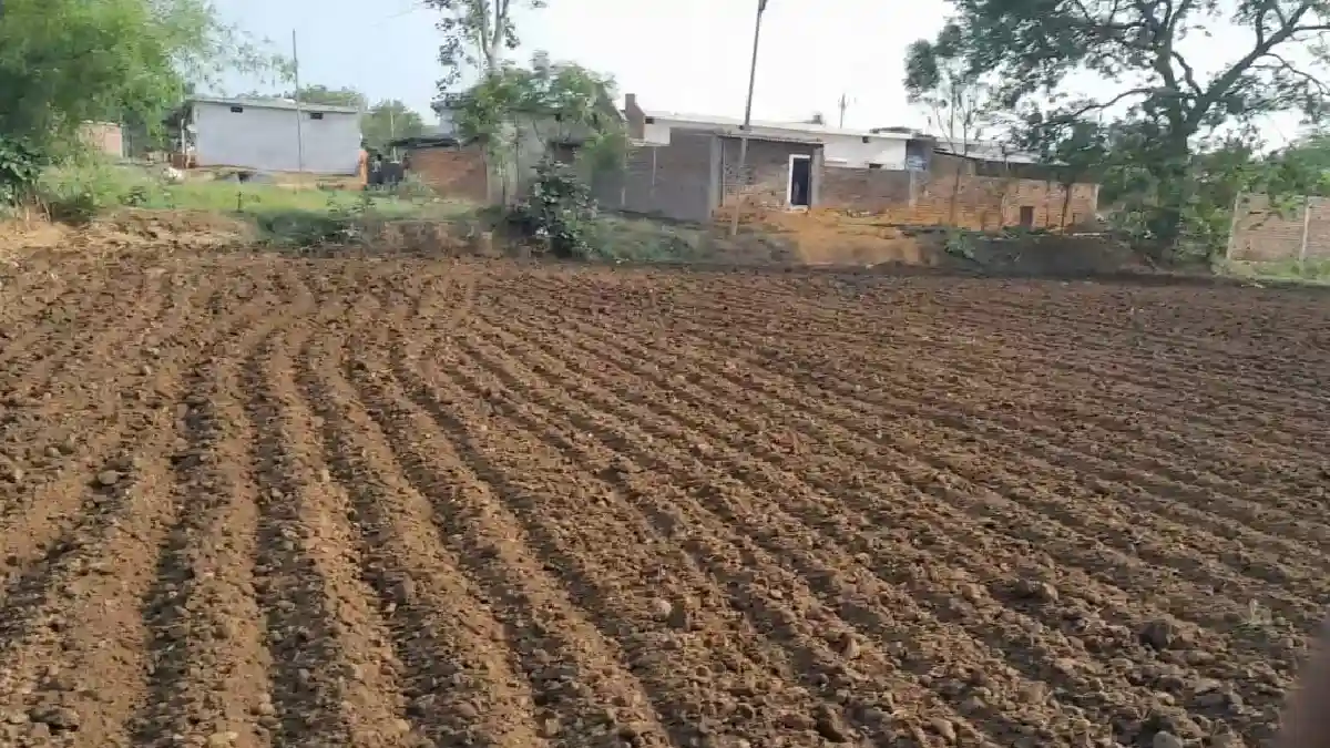 CG  धान की जगह दूसरी फसल लगाने पर प्रति एकड़ मिलेंगे इतने रू... - CG Sandesh