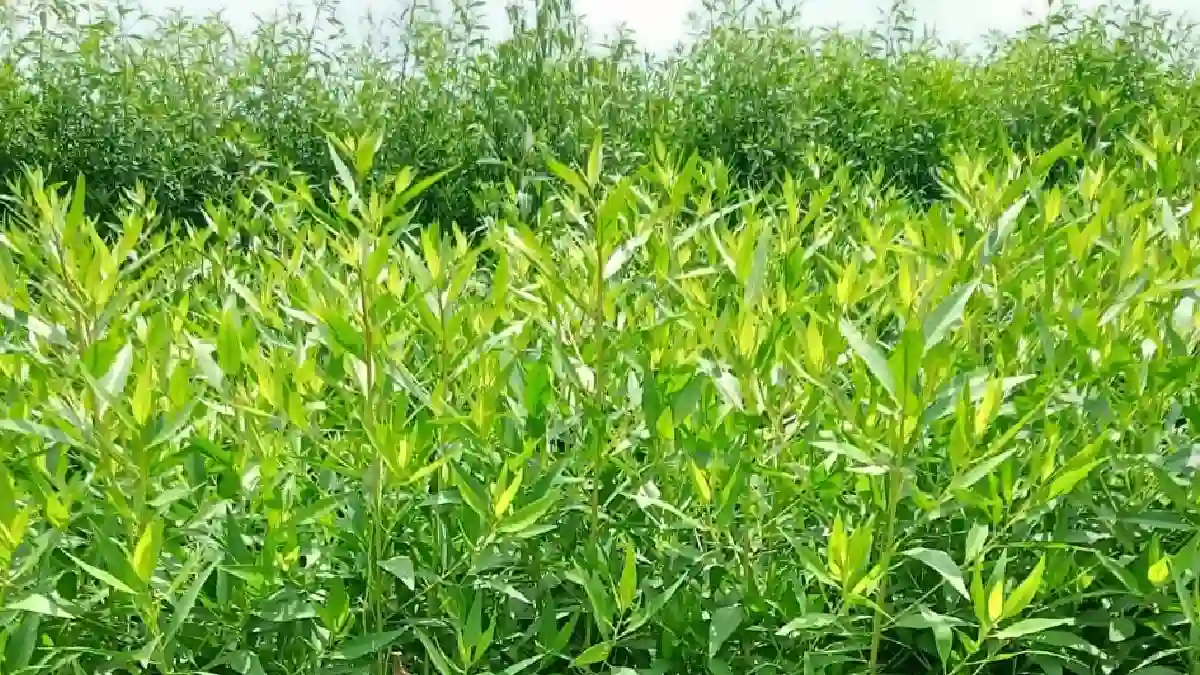 छत्तीसगढ़ सरकार ने इस पौधे को लगाने पर लगाया प्रतिबंध - CG Sandesh