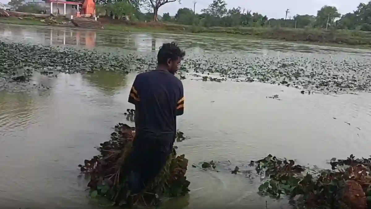 किसानों की बदली तस्वीर, सिंघाड़े की खेती से बढ़ रही आय - CG Sandesh