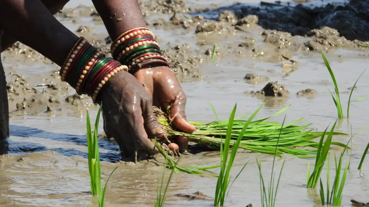 CG : किसानों को धान फसल के लिए दी गई विशेष सलाह - CG Sandesh