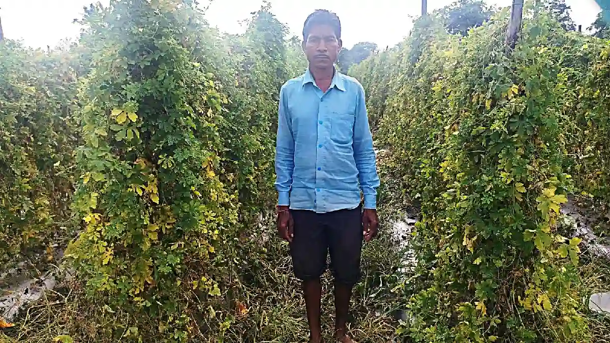 पिथौरा : करेले की खेती से किसान ताराचंद ठाकुर की आर्थिक स्थि... - CG Sandesh