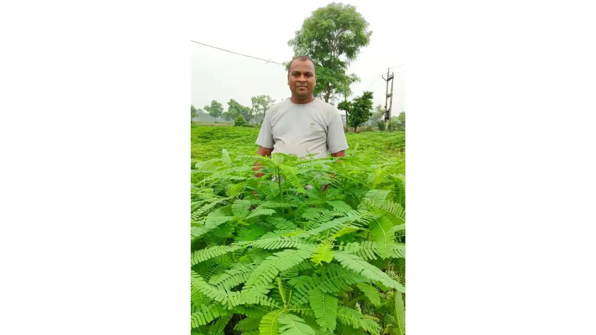 महासमुंद : हरी खाद ढेंचा अपनाकर कृषक प्रफुल्ल साहू ने बढ़ाई म... - CG Sandesh