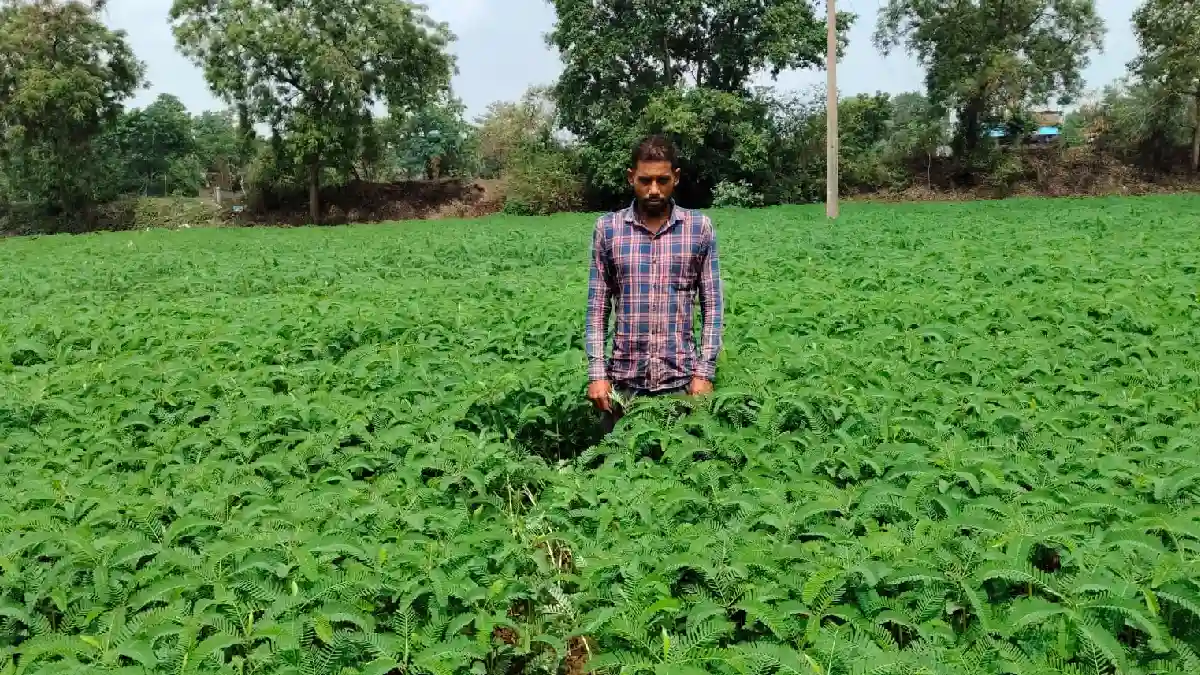 महासमुंद : हरी खाद (ढैंचा) से संवर रही खेतों की सेहत, टिकाऊ ... - CG Sandesh