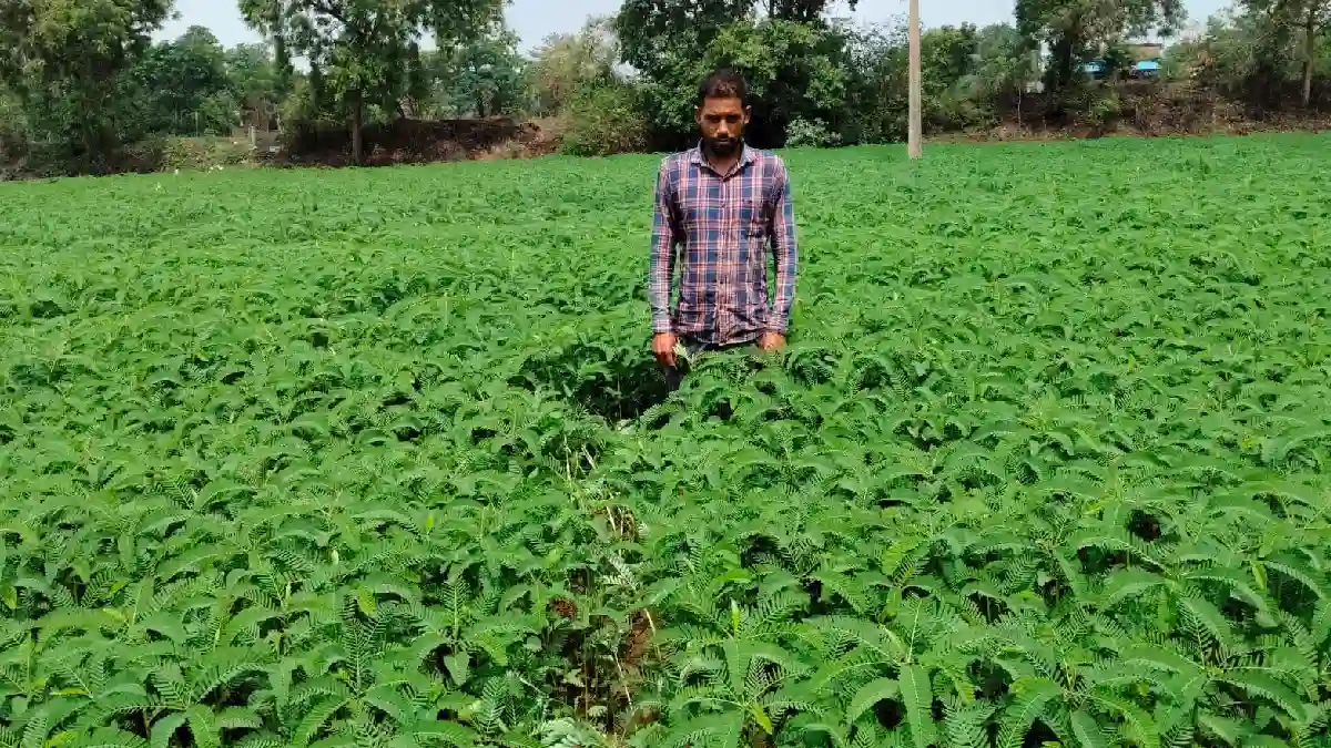 बसना : ढैंचा की हरी खाद से जैविक खेती की ओर बढ़े किसान हिमां... - CG Sandesh
