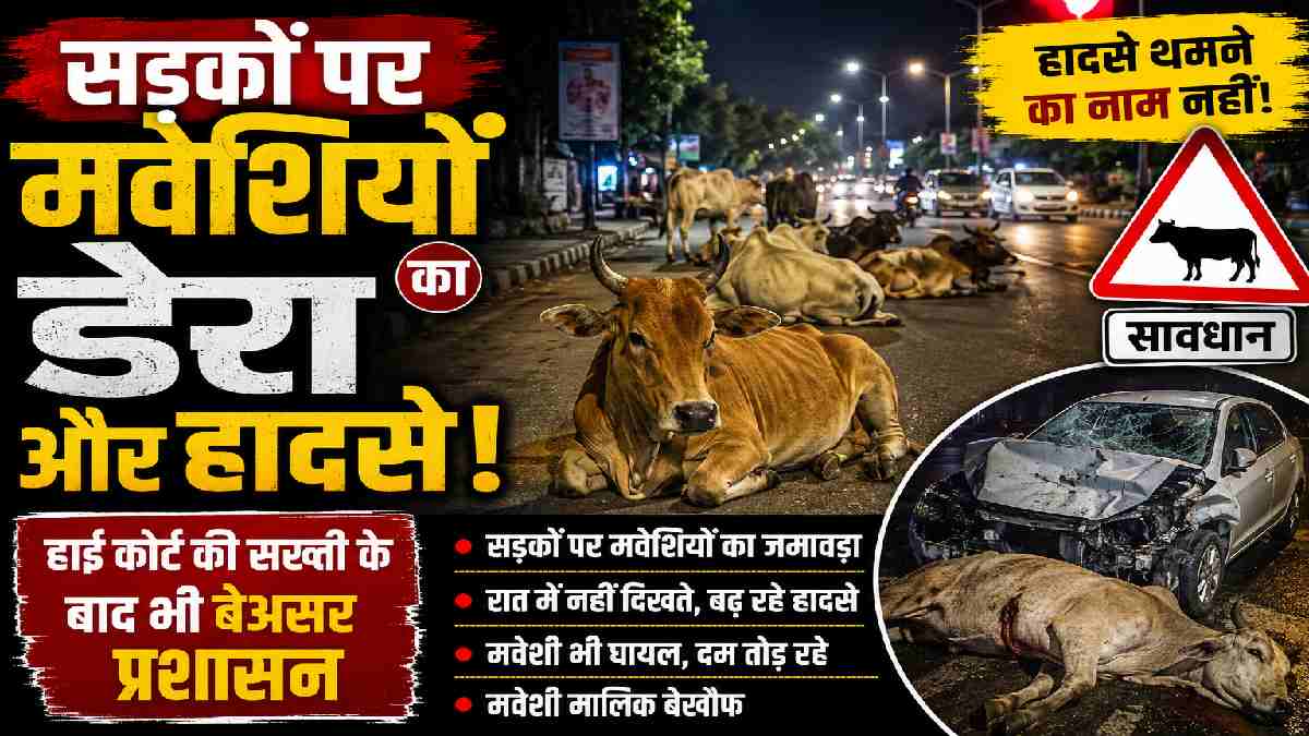 CG : छुईखदान में सड़कों पर मवेशियों का डेरा, बढ़ रहे हादसे; हाईकोर्ट की सख्ती का नहीं दिख रहा असर