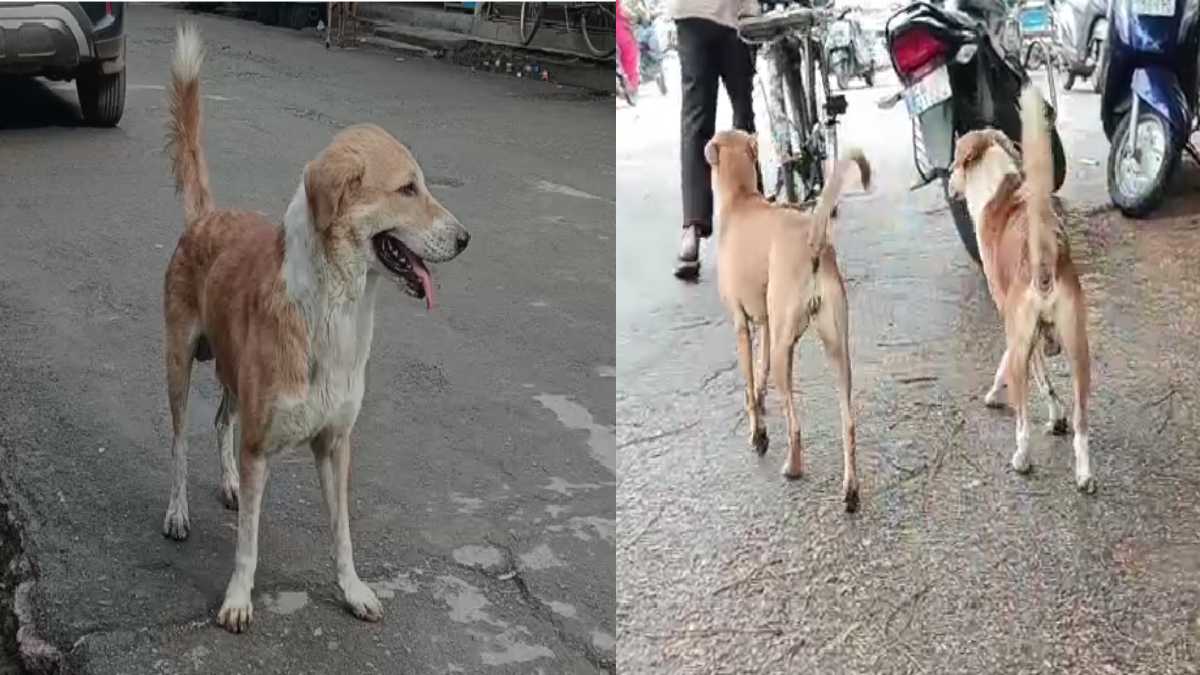 बिलासपुर में आवारा कुत्तों का आतंक, डॉग बाइट के बढ़ते मामलों... - CG Sandesh