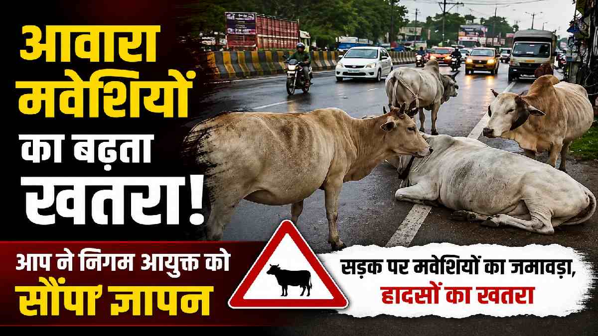 भिलाई-दुर्ग में आवारा मवेशियों से बढ़ा हादसों का खतरा, आम आद... - CG Sandesh