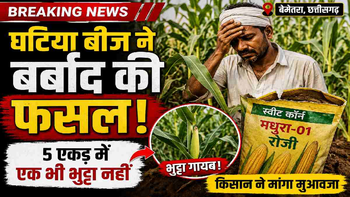 बेमेतरा: घटिया बीज से किसान की 5 एकड़ मक्का फसल बर्बाद, मुआव... - CG Sandesh