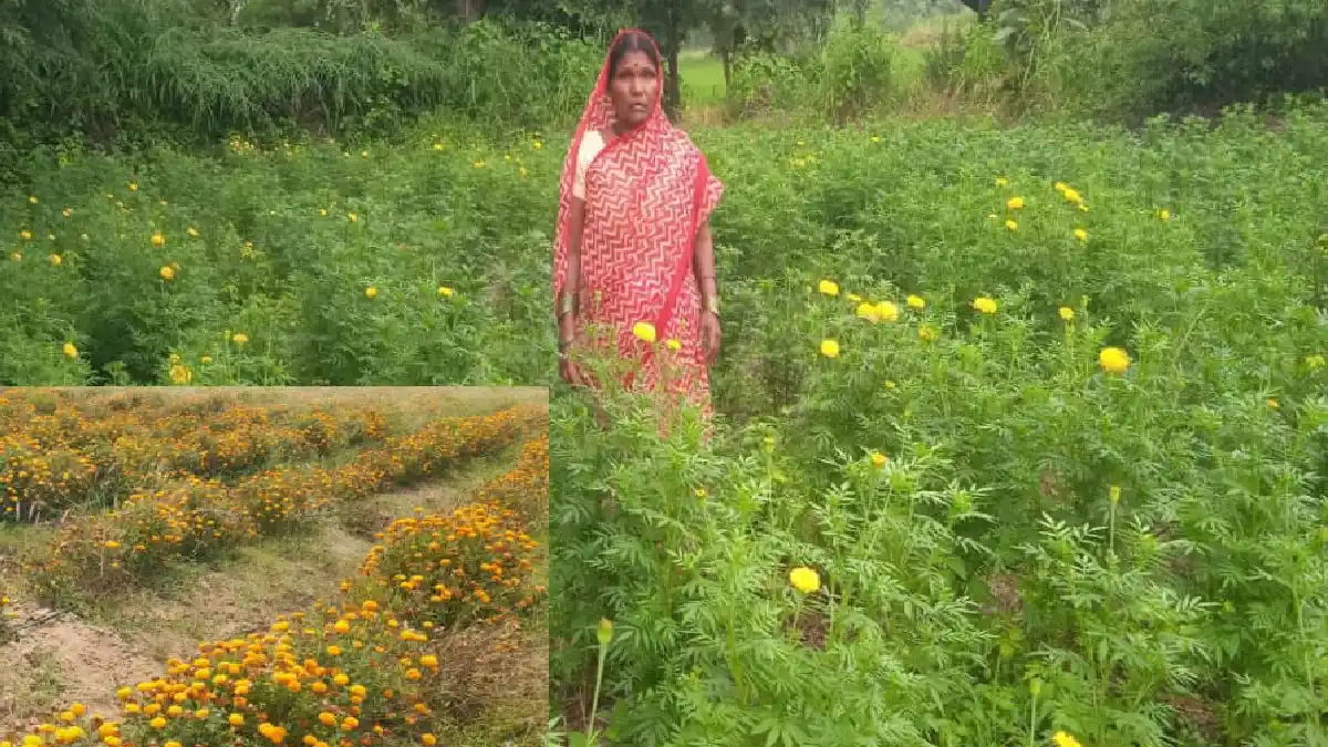 बागबाहरा : गेंदे की खेती से कुमारी चंद्राकर ने बढ़ाई अपनी आमद... - CG Sandesh