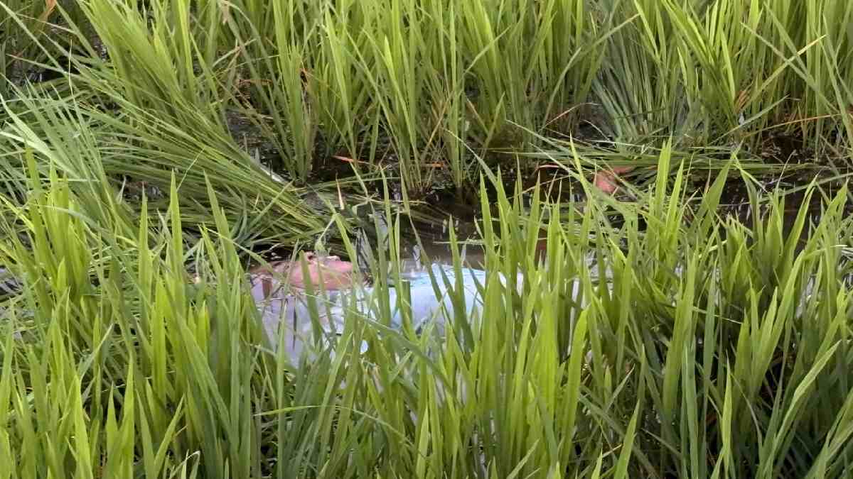 खैरागढ़ : मधुमक्खियों के हमले से बचने भागे बुजुर्ग की मौत, ध... - CG Sandesh