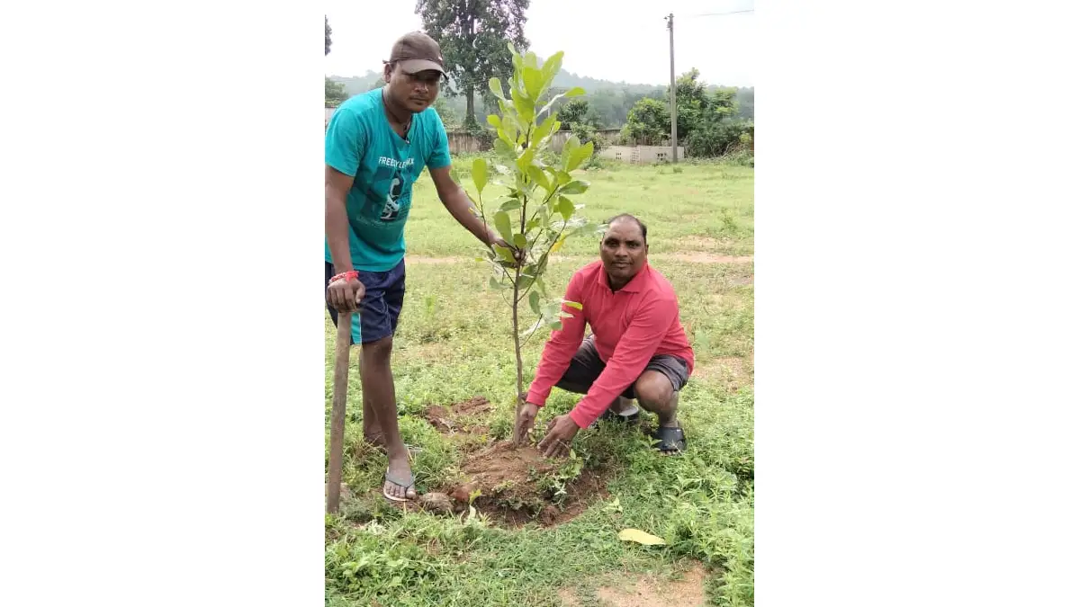 महासमुंद : प्राथमिक शाला रामसागरपारा मे किया गया पौधारोपण - CG Sandesh